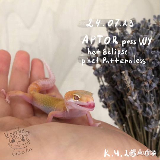 Малыши эублефара