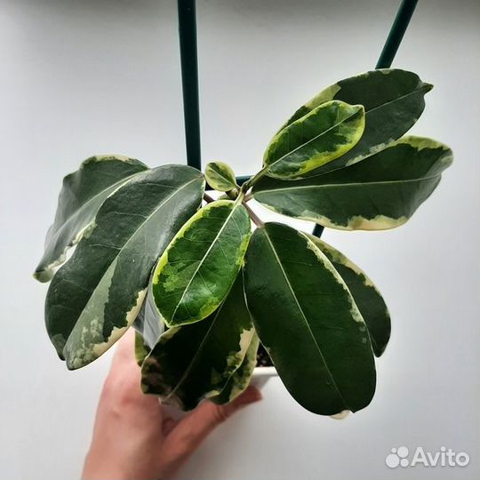 Stephanotis variegated