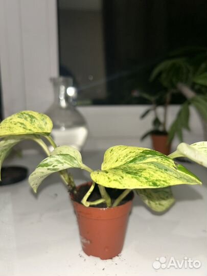 Эпипремнум золотистый