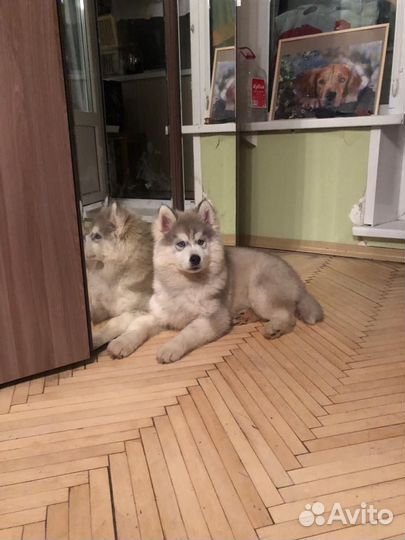 Услуги кинолога
