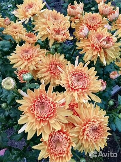 Хризантемы сортовые
