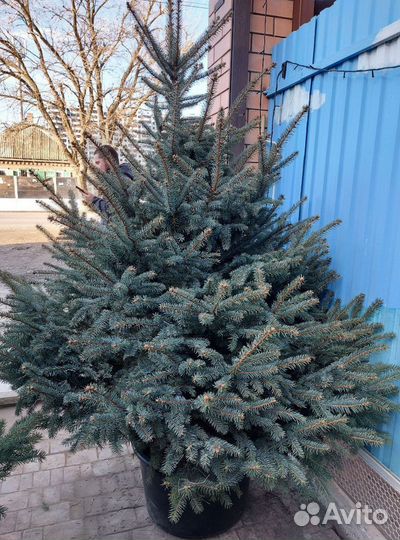 Ель 2.5м