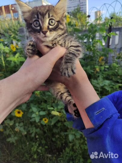 Котята, метисы сибирской