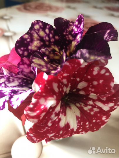 Сезон 2024. Рассада овощей и цветов