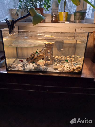 Террариум для черепахи
