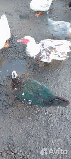 Утки,гуси,кролики