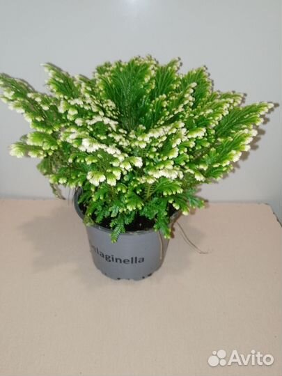 Силагинелла растение