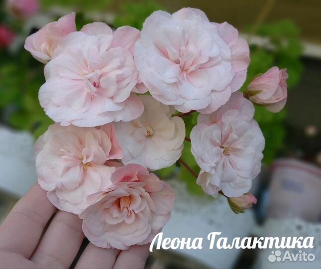 Пеларгония герань