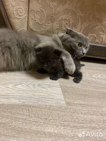 Котята