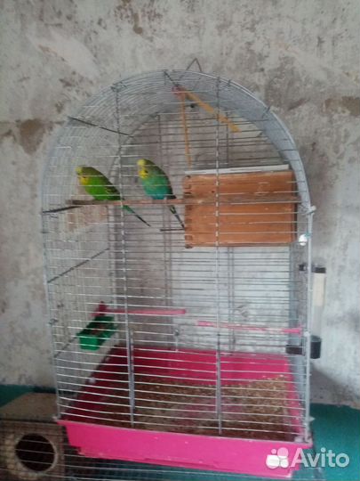 Волнистый попугай