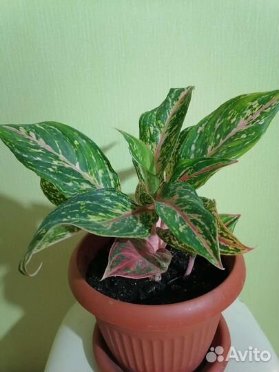 Аглаонема Баттерфляй, Анимани ред