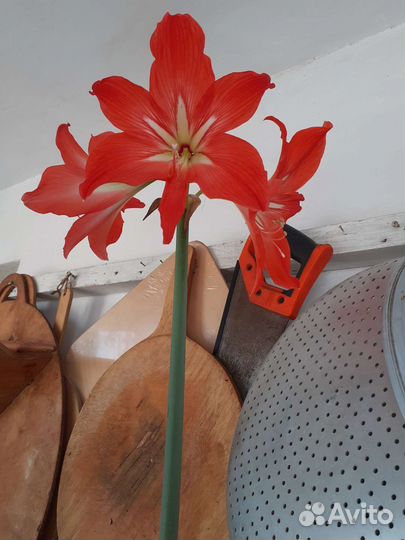 Гипиаструм