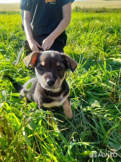 Отдам щеночка