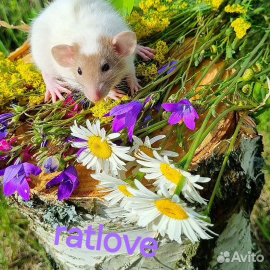 Крысята дамбо кепочка циннамон