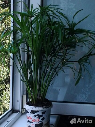 Продаю Циперус