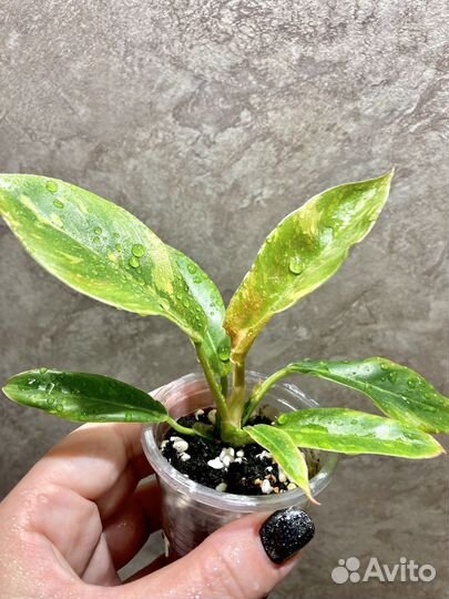 Филодендрон ринг оф файер