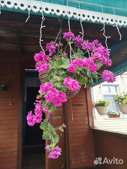 Плющелистная пеларгония, возможен обмен на др.цвет