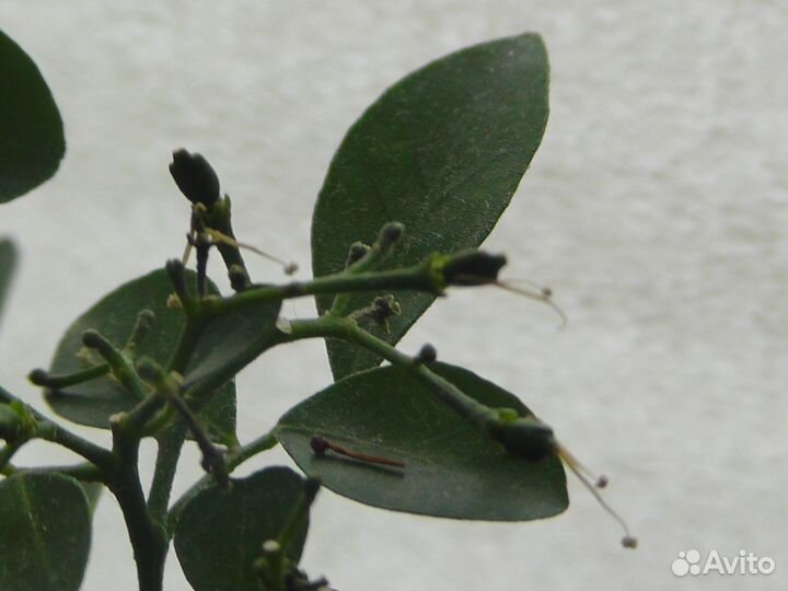 Муррайя взрослая