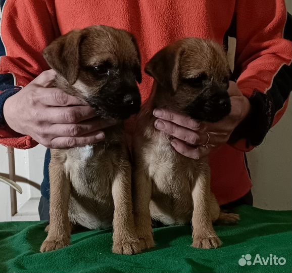 Щенки бордер терьера