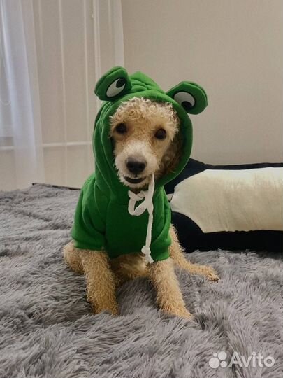 Карликовый пудель вязка