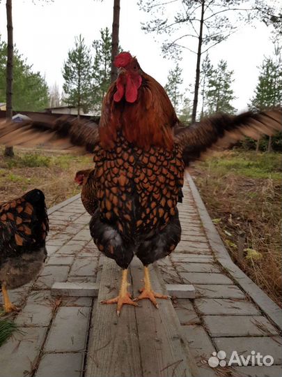 Инкубационное яйцо Виандот