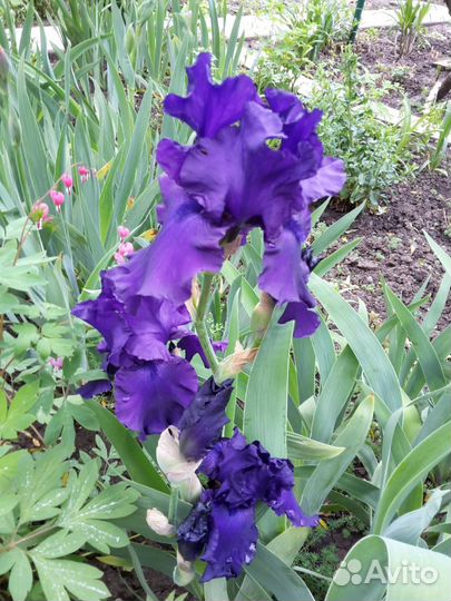 Ирисы