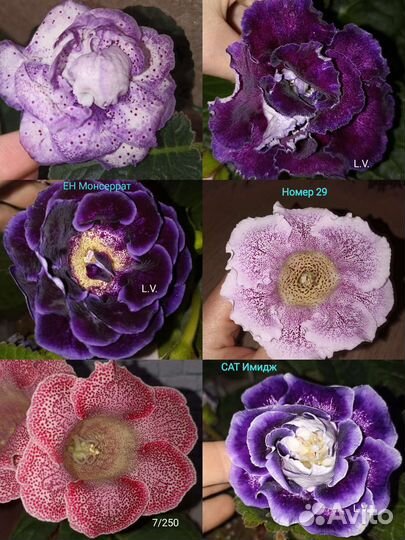 Клубни глоксиний