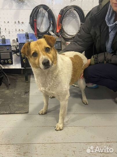 Собака в добрые руки