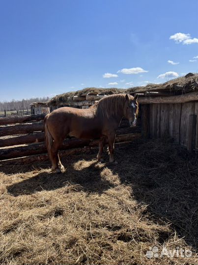 Жеребец советский тяжеловоз