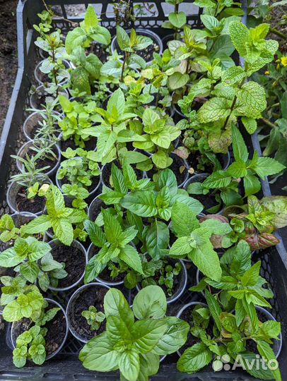 Мята сортовая