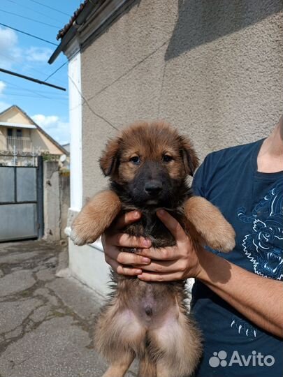 Щенки помесь