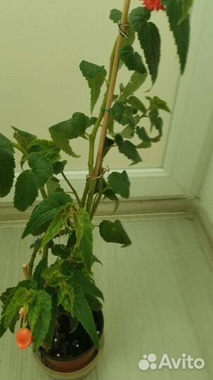 Бегония ампельная