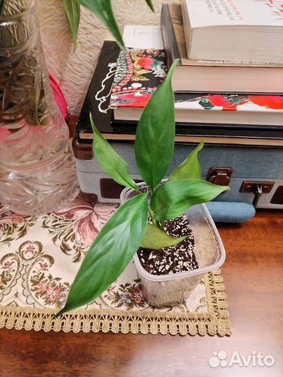 Спатифиллум (женское счастье)