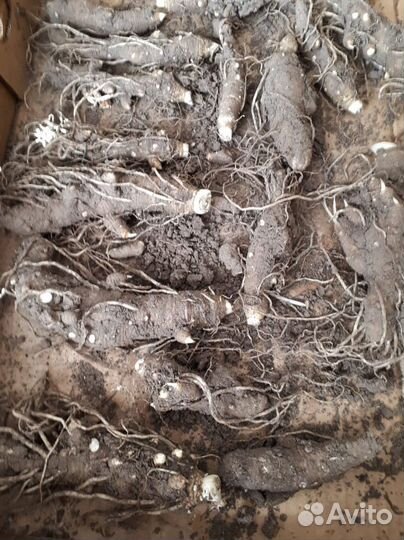 Клубни луковицы каллы белой эфиопской