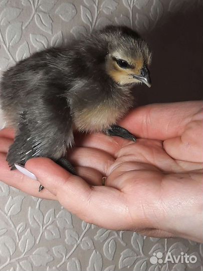 Цыплята (ия) Мараны,ухейилюй,лакеданзе и др