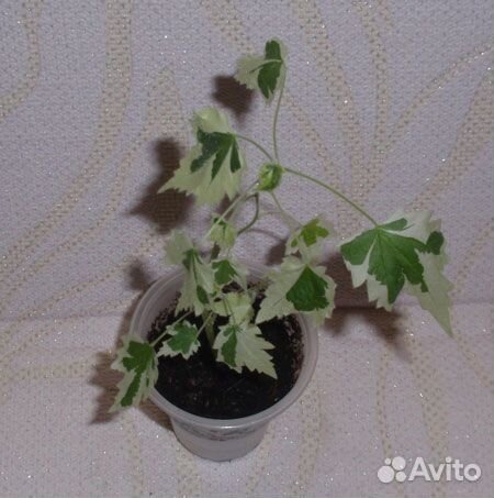 Абутилон Савицкого вышлю почтой