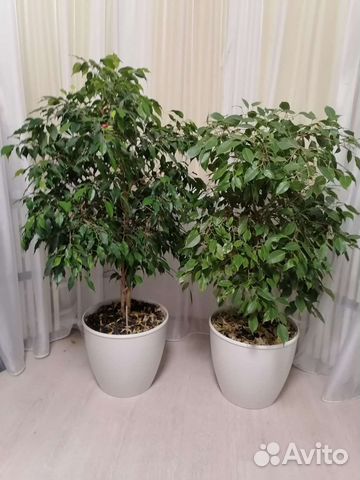 Комнатные цветы