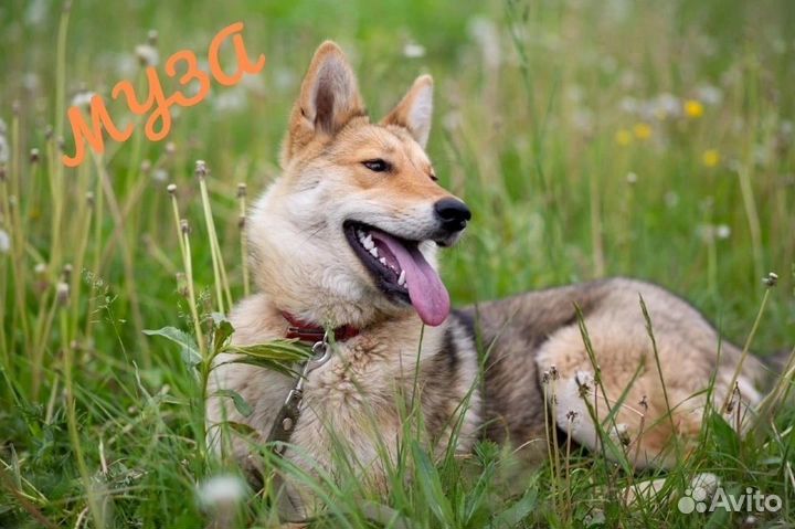 Лисоньки в поиске дома