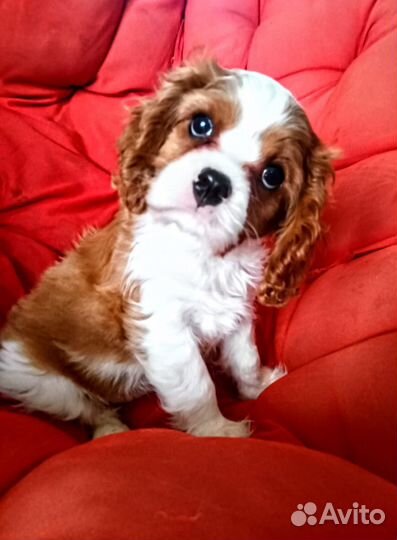 Щенки Кавалер Кинг Чарльз Спаниель