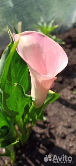 Клубни каллы