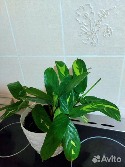 Ктенанта лубберса