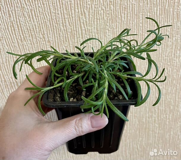 Розмарин саженцы
