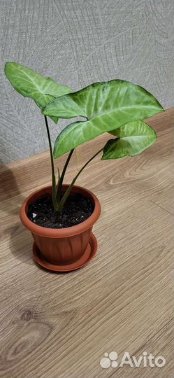 Сингониум White Butterfly (Белая Бабочка)