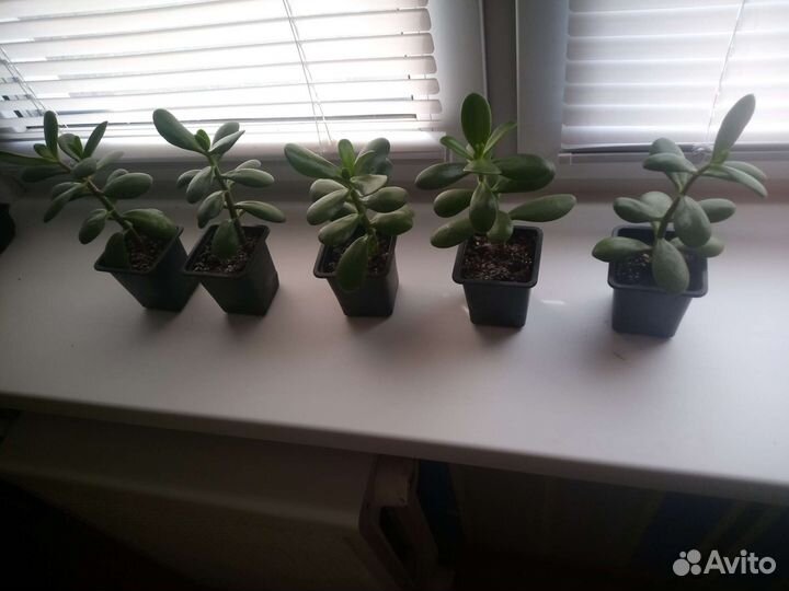 Толстянка. Денежное дерево. Крассула