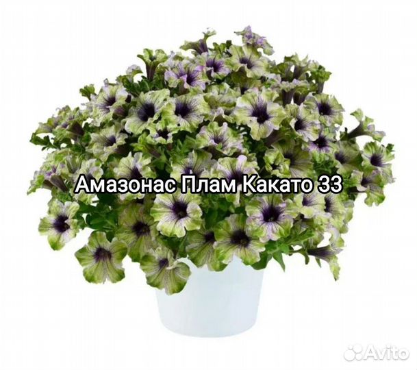 Амазония Плам Какато