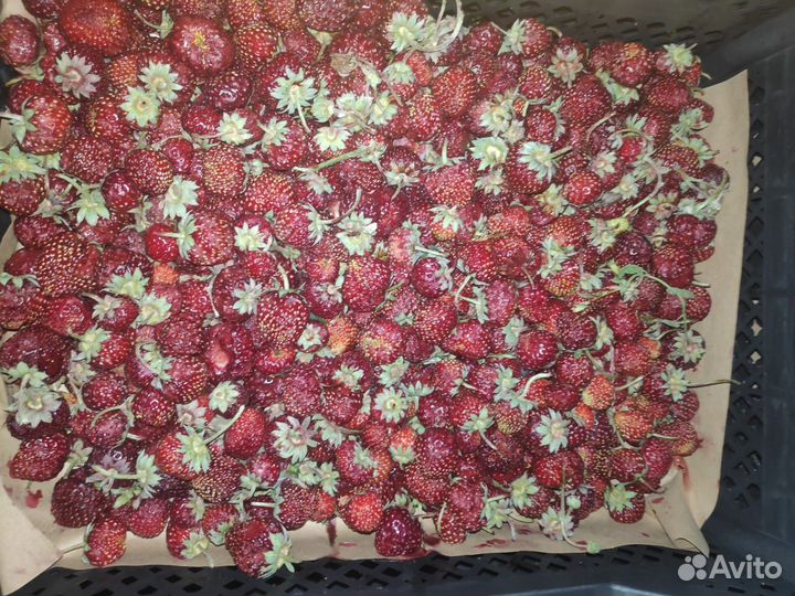 Сдаю клубнику оптом 1000 ящик