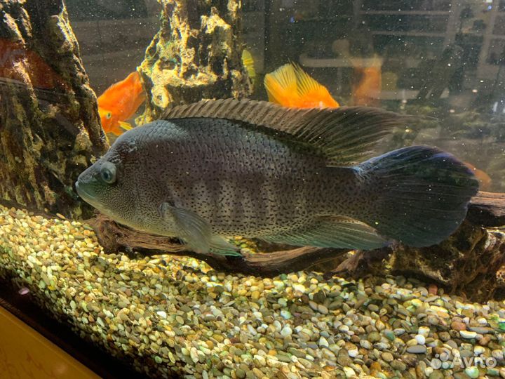 Цихлазома Парахромис Дови