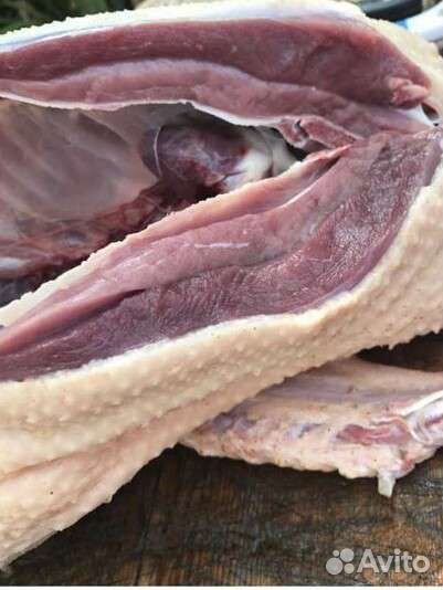 Утята Мулард на 4 августа