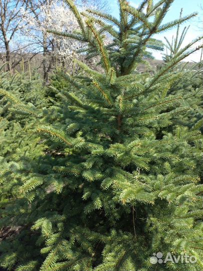 Ель зеленая обыкновенная саженцы, крупномеры