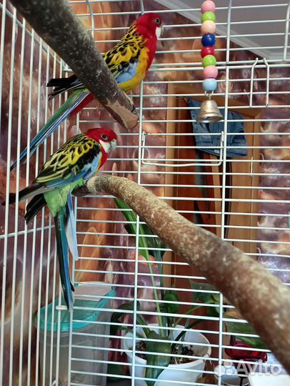 Попугай розелла, пара